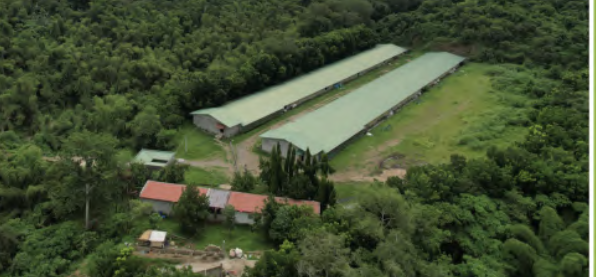 San Pedro Broiler Farm